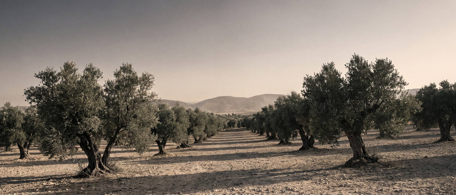 Olival ao amanhecer